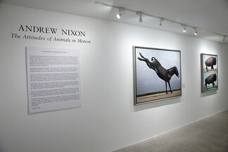 Andrew Nixon: The Attitudes of Animals in Motion, installation view