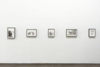 Adonna Khare's Between the Lines, installation view