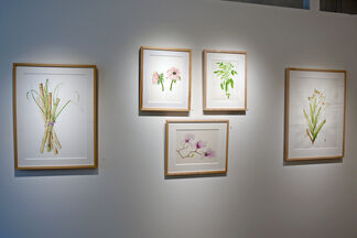 Contemporary Works by The New York Botanical Garden’s Botanical Art & Illustration Program, installation view