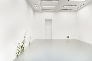Abandon - Tony Matelli, installation view