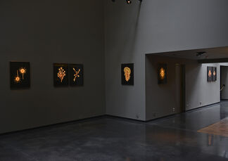 Guido Mocafico: Blaschka, installation view