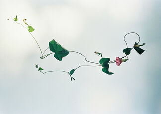 Keita Noguchi -FLOWER-, installation view