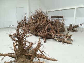 ROOTS by Danielius Sodeika, installation view