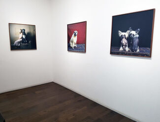 The Bird in Borrowed Feathers, installation view