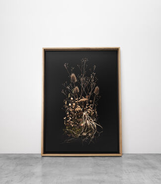 In focus: 'Dark Flora' Collection by Jasper Goodall, installation view