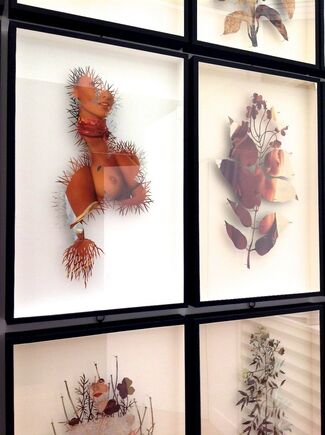 Paolo Giardi: The Botanist {You Can Learn a Lot of Things From the Flowers}, installation view
