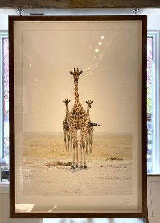 Save the Giraffes Now  Benefit Event, installation view