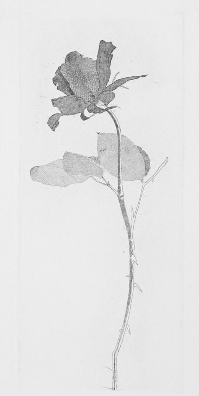 David Hockney, ‘The Rose and Rose Stalk’, 1969, Print, Etching, Goldmark Gallery
