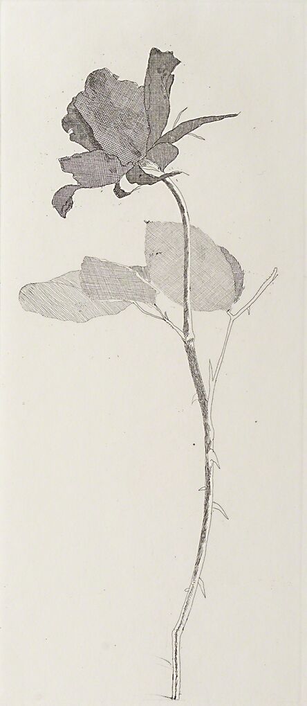 David Hockney, ‘The Rose And The Rose Stalk’, 1969