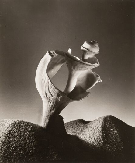 Ruth Bernhard, ‘Broken Shell’, 1934