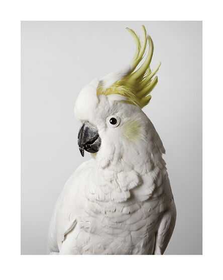 Leila Jeffreys, ‘"Slim" Sulphur-Crested Cockatoo from Bioela Wild Cockatoos series’, 2012