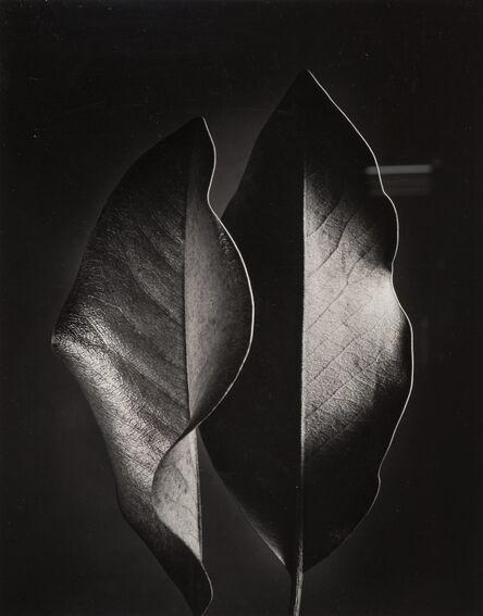 Ruth Bernhard, ‘Two Leaves’, 1952-printed later