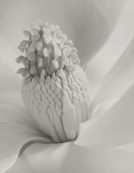 Imogen Cunningham, ‘Magnolia Blossom (Tower of Jewels)’, 1925
