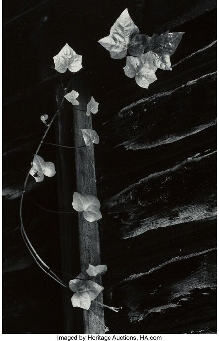 Minor White, ‘Ivy, Portland, Oregon’, 1964