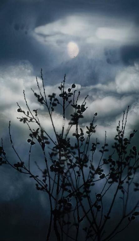 Susan Derges, ‘Gibbous Moon Willow, from Alder Brook’