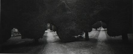 Dick Arentz, ‘Yew Trees, Painswick, England’