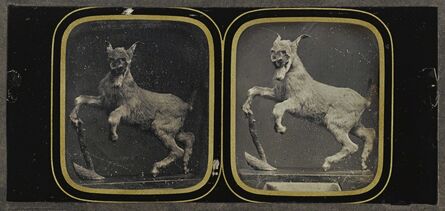 Attributed To Louis Jules Duboscq, ‘Taxidermy Goat Display’, 1855