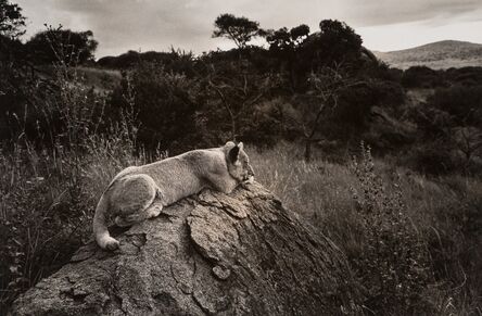 Ken Heyman, ‘Untitled (Lion)’, circa 1960