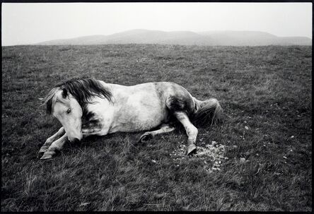 Bruce Davidson, ‘Pit Pony’, 1965