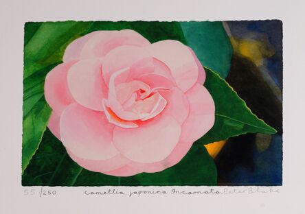 Peter Blake, ‘Camellia Japonica Incarnata’