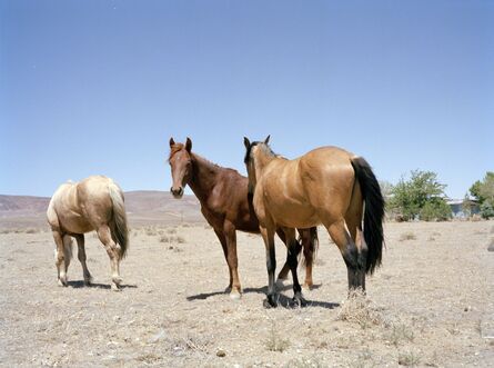 Charlotte Dumas, ‘Wild horses along Hwy 50 NV’, 2013