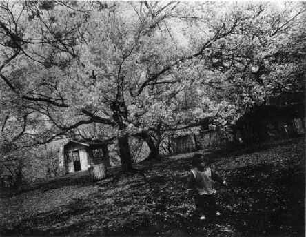 Daido Moriyama, ‘Cherry Blossoms’, 1972