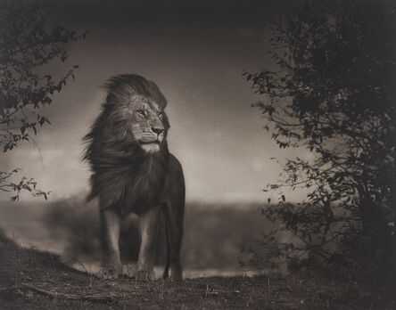 Nick Brandt, ‘Lion Before Storm I, Maasai Mara’, 2006