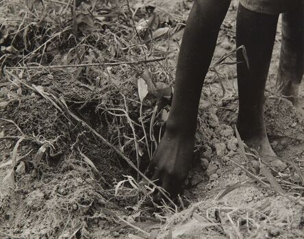 Dorothea Lange, ‘Hand of a Young Daughter, Transplanting Sweet Potatoes, Tenant Farmers, Colored, Near Chatham, North Carolina’, 1939