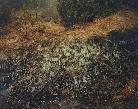 Edward Burtynsky, ‘Grasses, Bruce Peninsula’, 1981