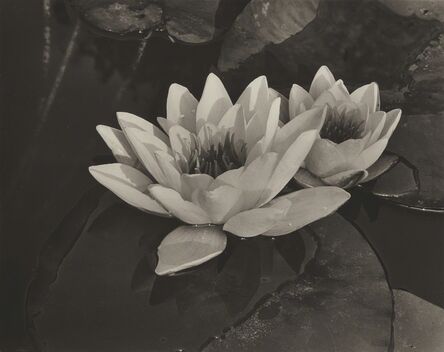 Alma Lavenson, ‘Water Lilies’, 1932