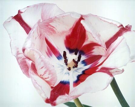 Nobuyoshi Araki, ‘Untitled, from the series "Flowers"’, 1996