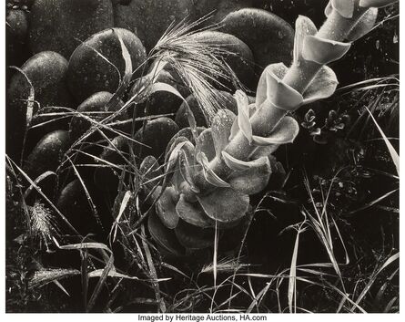 Brett Weston, ‘Succulent’, 1953