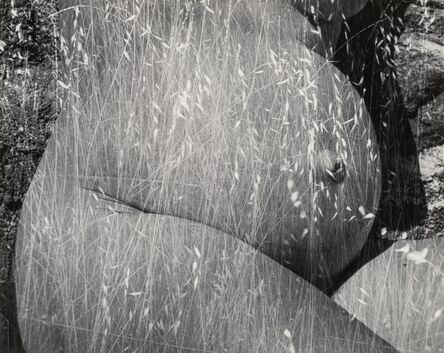 Ruth Bernhard, ‘Harvest’, 1953