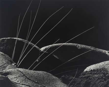 Brett Weston, ‘Grass and Lava’, 1982