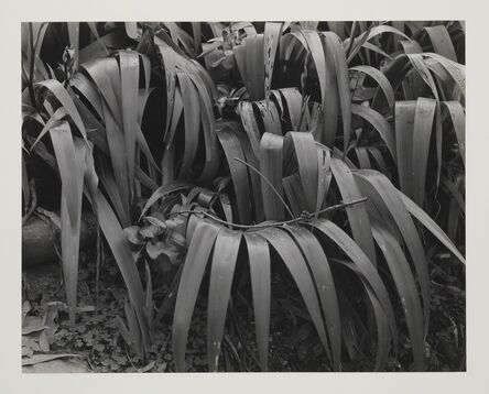 Brett Weston, ‘Lily Leaves and Oxalia, Santa Monica’, 1942