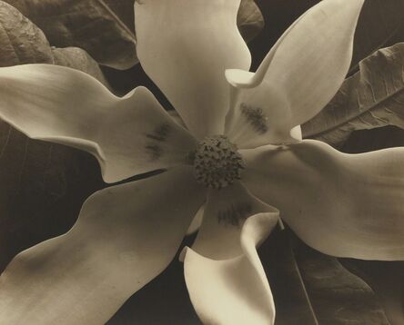 Edward Steichen, ‘Magnolia Blossoms, Voulangis, France’, circa 1921