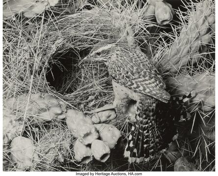 Eliot Porter, ‘Cactus Wren, Arizonia’, 1941