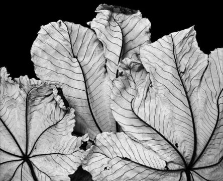 Jean Karotkin, ‘Cecropia Leaves I’, 2019