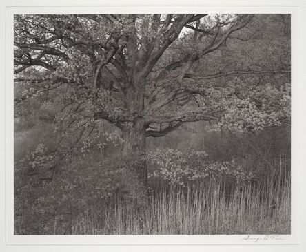 George Tice, ‘Oak Tree, Holmdel, New Jersey’, 1970