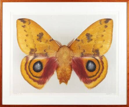 ‘Dr. Joseph Scheer Moth Photograph, Automeris Io (Male)’, 2002