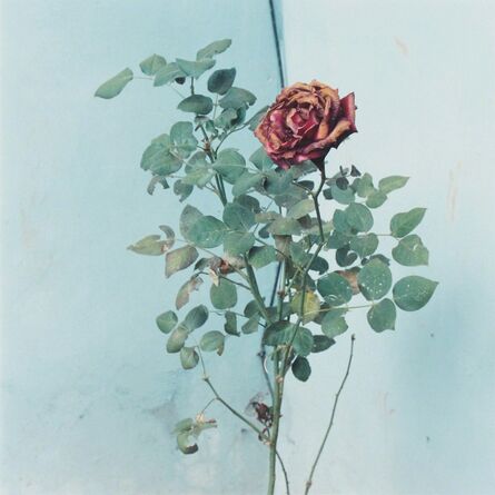 Amy Blakemore, ‘Rose’, 2013