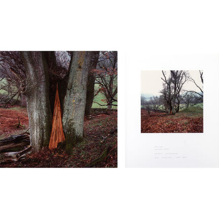 Andy Goldsworthy, ‘Oak tree bracken spire’, March 2002