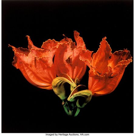 Jonathan Singer, ‘Spathodea campanulata P.Beauv, from 'Botanica Magnifica', Book 2 'Beauties'’, 2008