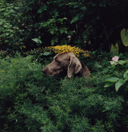 William Wegman, ‘Fauna in Flora’, 2004