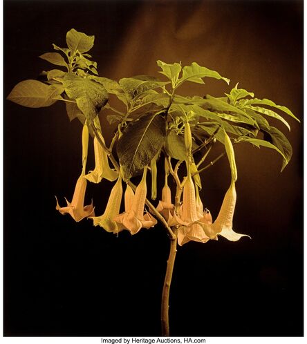 Jonathan Singer, ‘Brugmansia 'Charles Grimandi', from 'Botanica Magnifica', Book 2 - 'Beauties'’, 2008