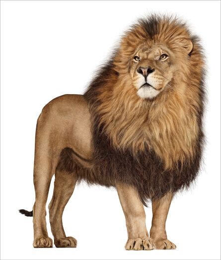 Andrew Zuckerman, ‘African Lion 142’, 2006