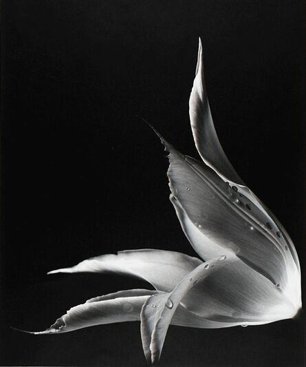 Junichi Ohno, ‘Untitled (Flower)’, years 1990