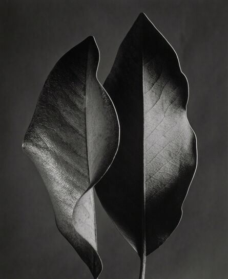 Ruth Bernhard, ‘Two Leaves, Hollywood, California’, 1952-printed later