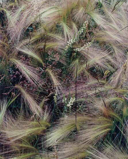 Eliot Porter, ‘Foxtail Grass, Colorado’, 1957