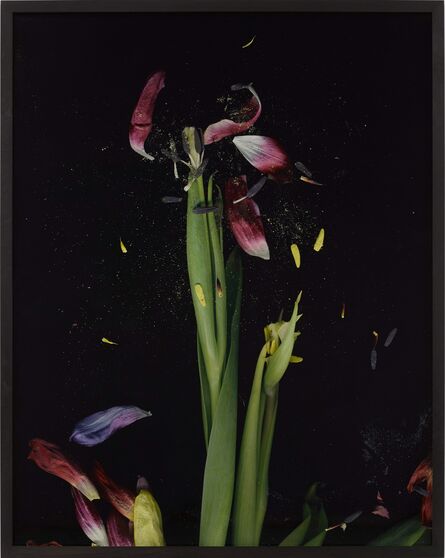 Mat Collishaw, ‘Tulip Mania’, 2017